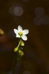 Spoonleaf sundew